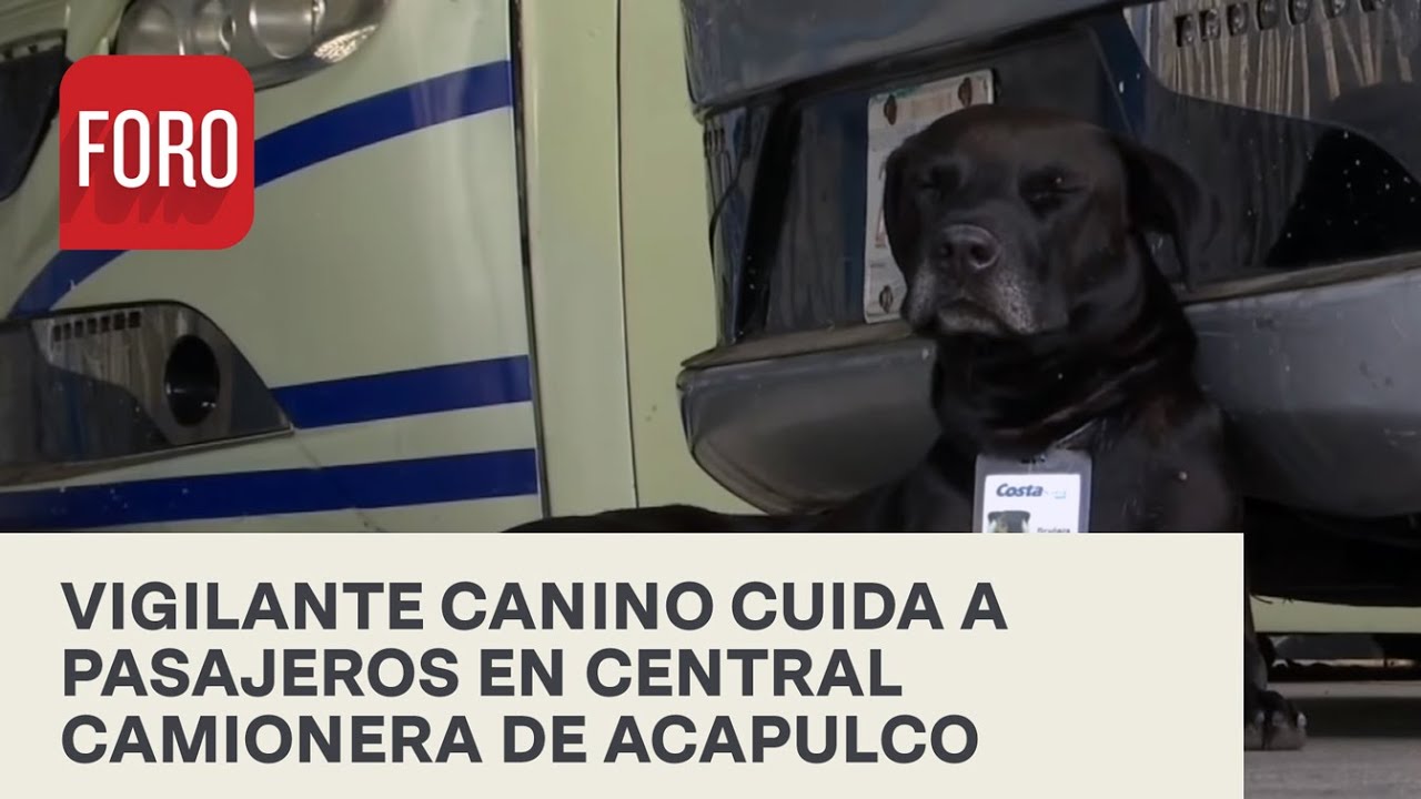 Perro consigue trabajo en central camionera de Acapulco, Guerrero - Sábados de Foro