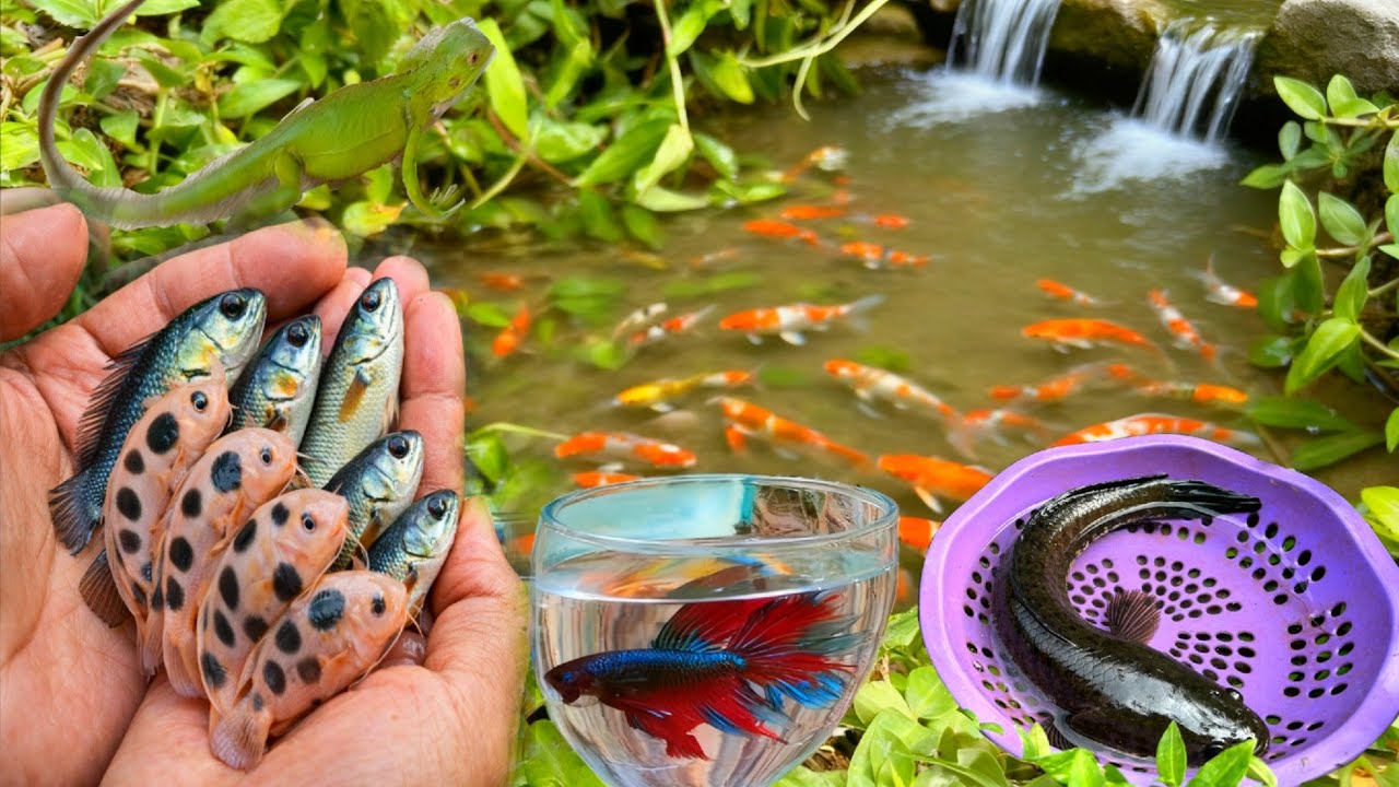 Wow! Serok ikan lele warna-warni dan ikan koi cupang, ikan gabus ikan betok ayam warna-warni, iguana
