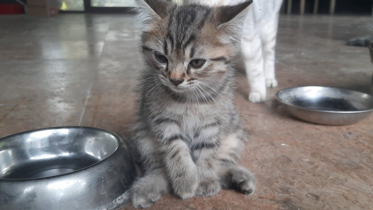ANAK KUCING MEONG MEONG LORENG SAKIT TANGANNYA DUDUK SANTAI DAN ANAK ABU GOSONG KELUAR