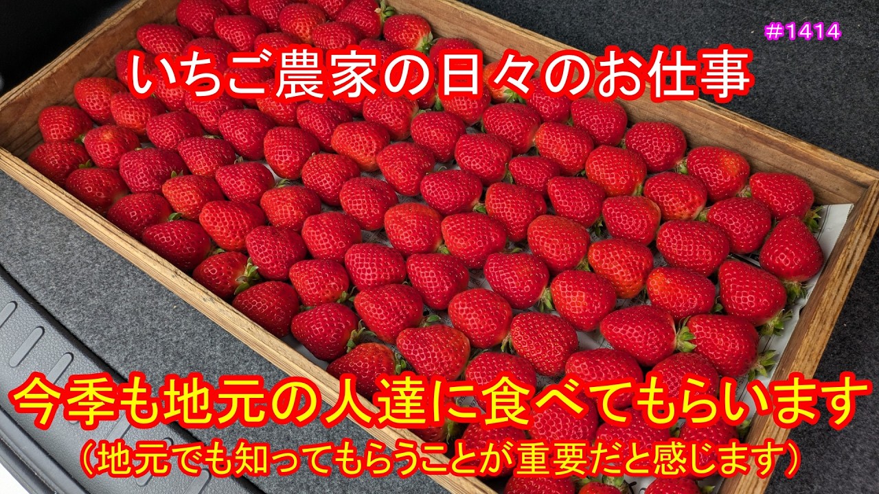 今季も地元の人達に食べてもらいます（地元でも知ってもらうことが重要だと感じます）　いちご農家の日々のお仕事　＃１４１４