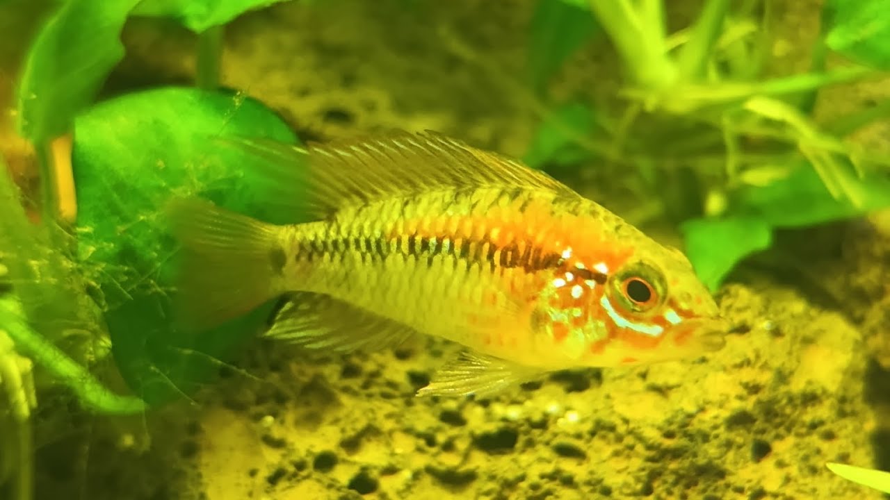 Akwarium 54L - Apistogramma macmasteri,aktualizacja zbiornika.