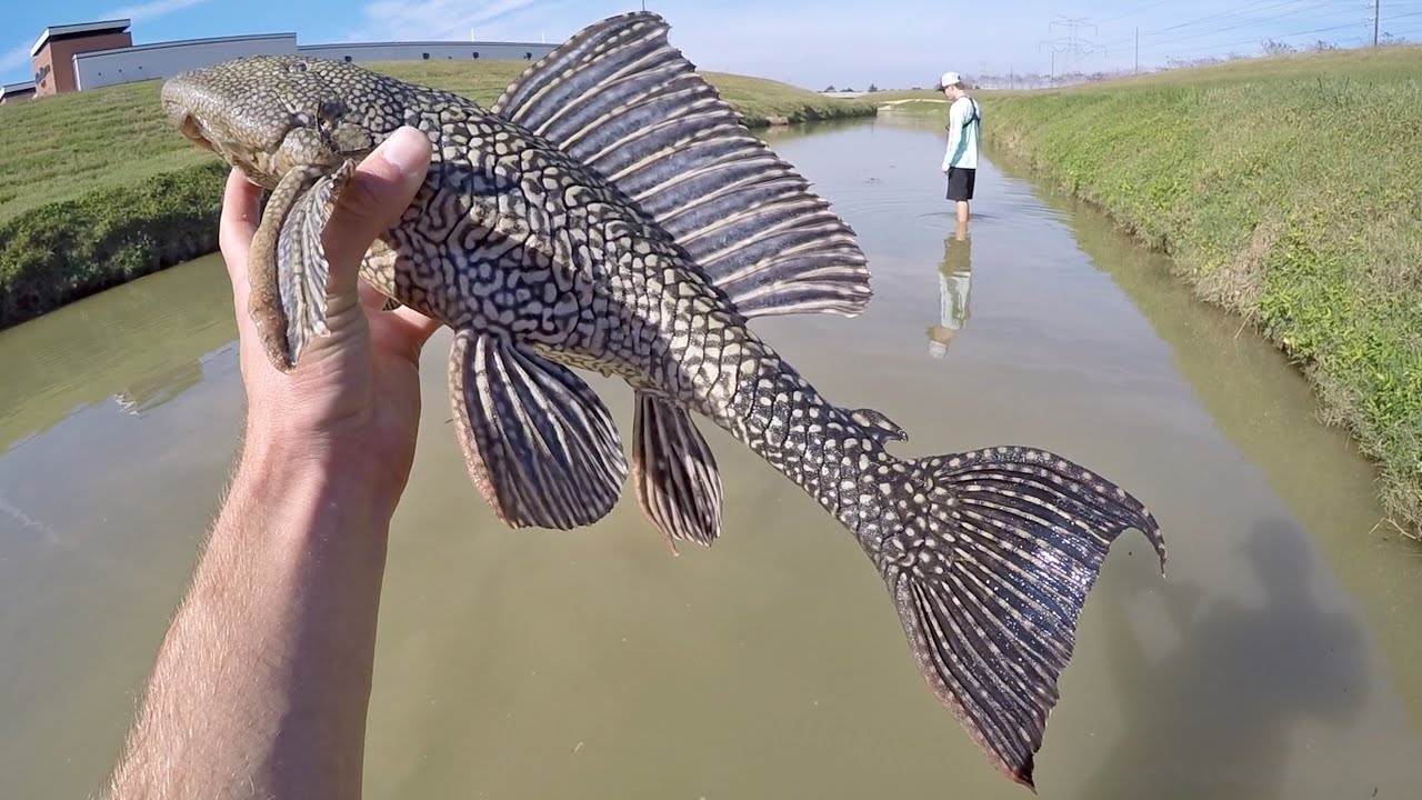&iexcl;Peces EXTRA&Ntilde;OS capturados a mano!