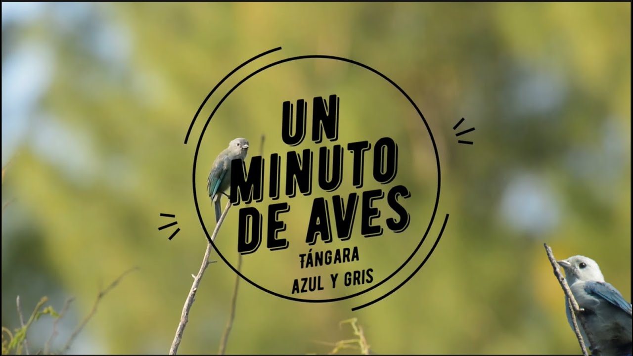 Un Minuto de Aves #93 Tángara Azul y Gris