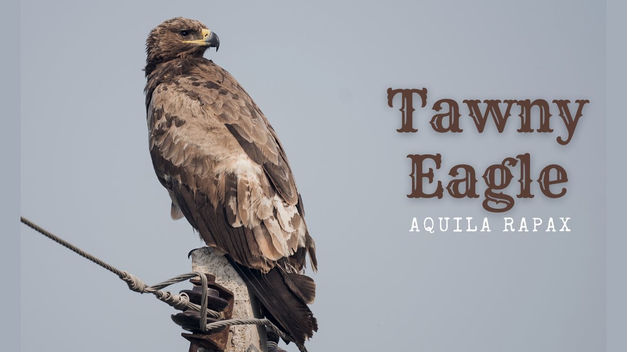 Tawny Eagle - Aquila rapax #BirdsOfIndia #Birds