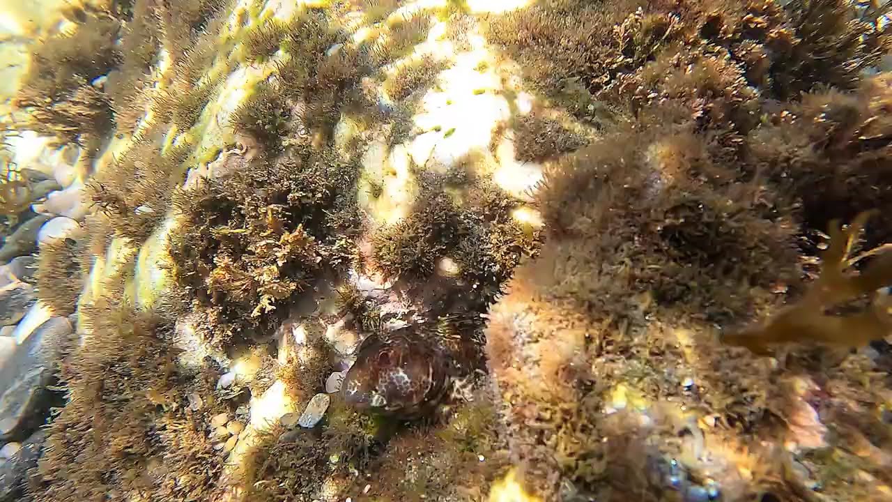 Parablennius pilicornis checking out from its lair