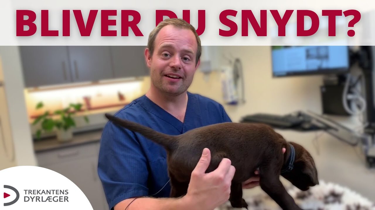 Ny hvalp i familien? Undgå at blive snydt med disse 4 konkrete råd