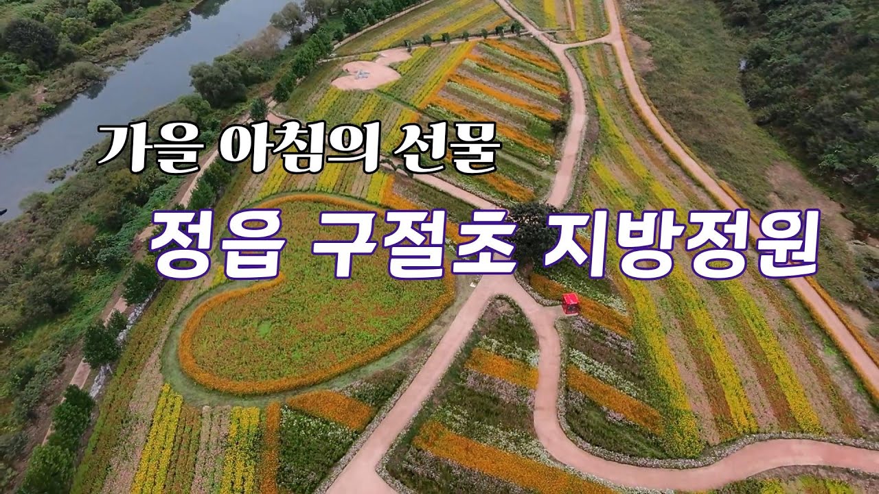 가을 아침의 선물/정읍 구절초 지방정원