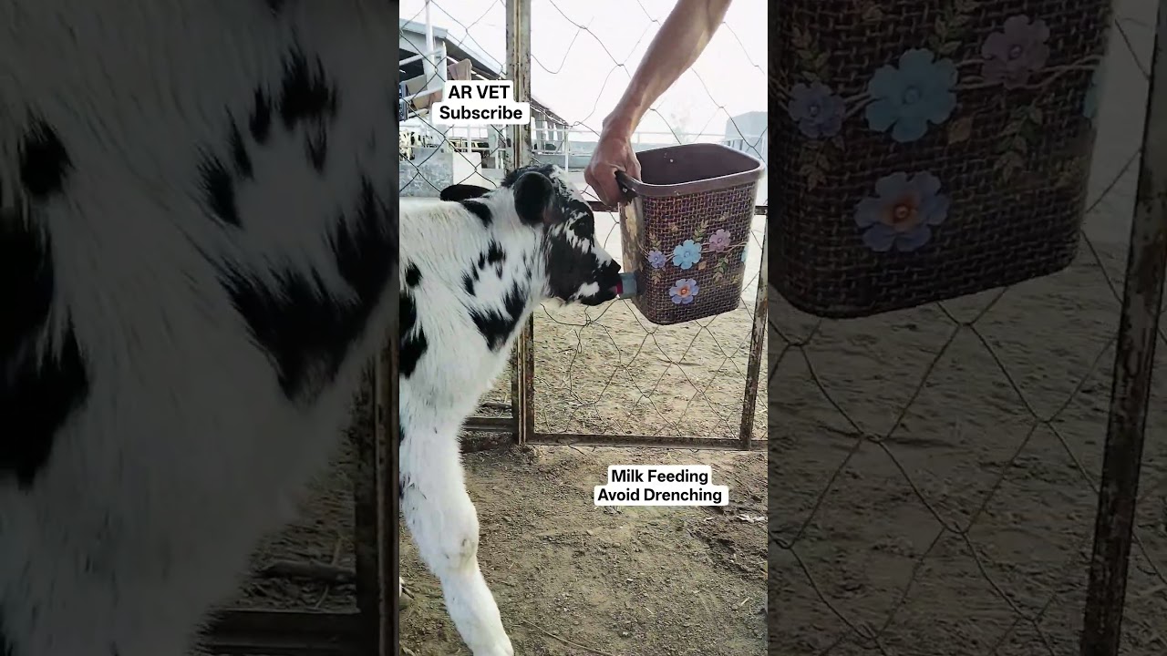 Milk Feeding in calves 