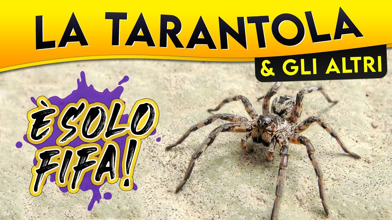 La Tarantola & gli altri: è solo fifa! ► Puntata 82