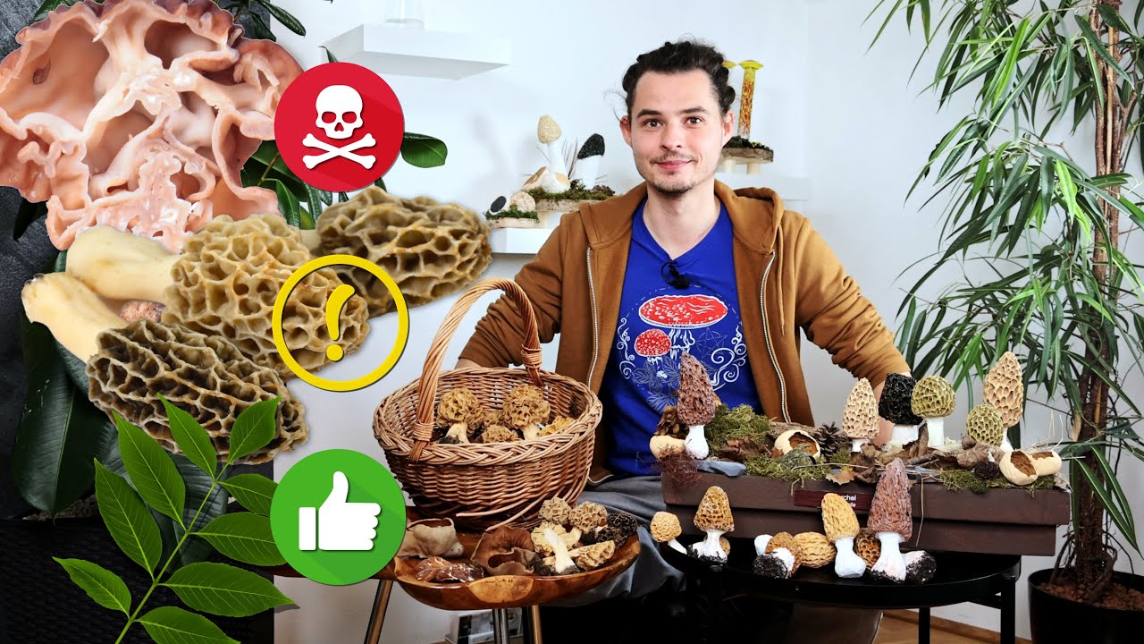 Erkenne schnell: Morcheln, Lorcheln, Verpeln und ihre giftigen Verwechslungspartner 💪🏻💡