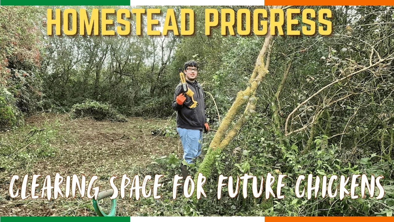 Homestead Progress: подготовка идеального места для кур