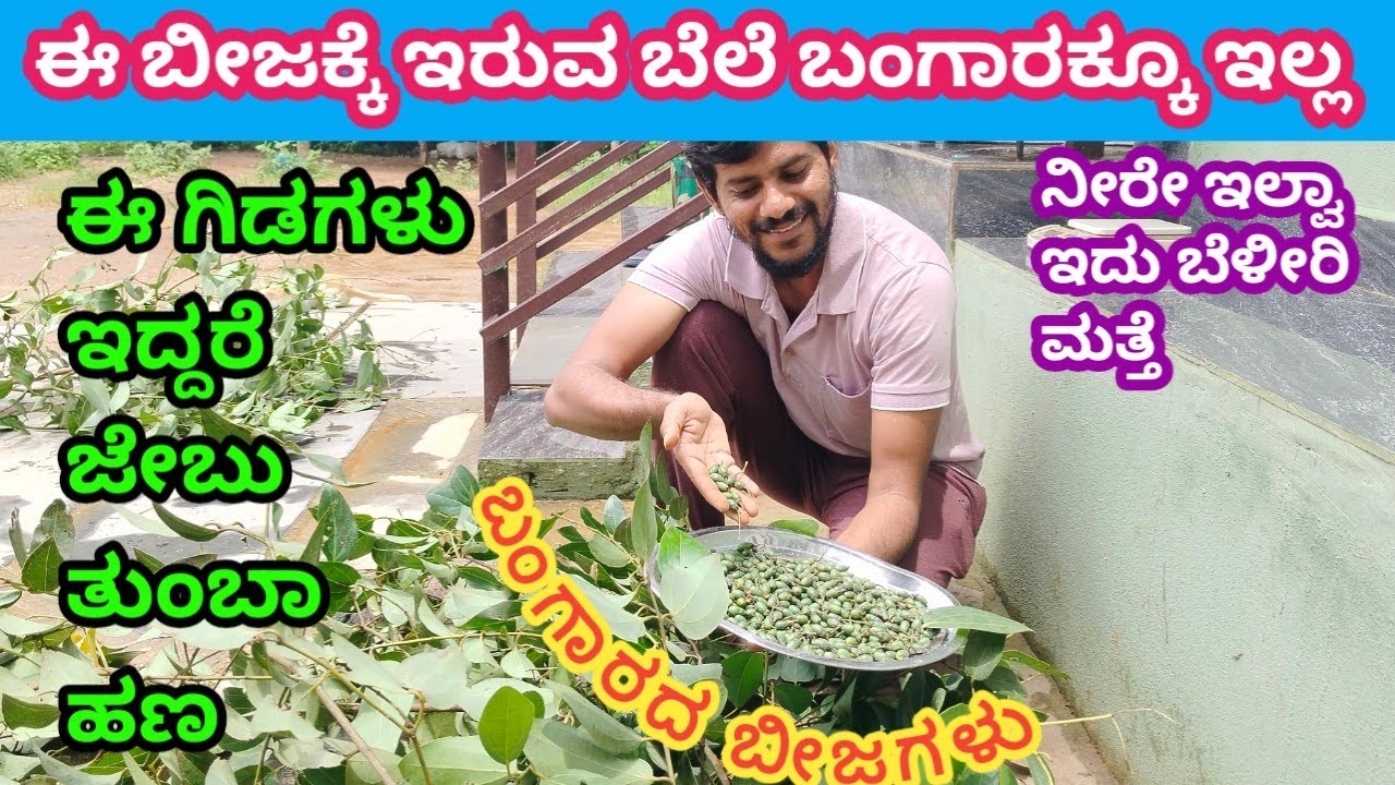 ಕರ್ನಾಟಕದ ಹವಾಗುಣಕ್ಕೆ ಈ ಬೀಜಗಳು ಬೆಳೆದ್ರೆ ಲಕ್ಷಾಧಿಪತಿಗಳು ಆಗ್ತೀರಾ | ದಾಲಚಿನ್ನಿ ಕೃಷಿ #farmer #krishikalyana