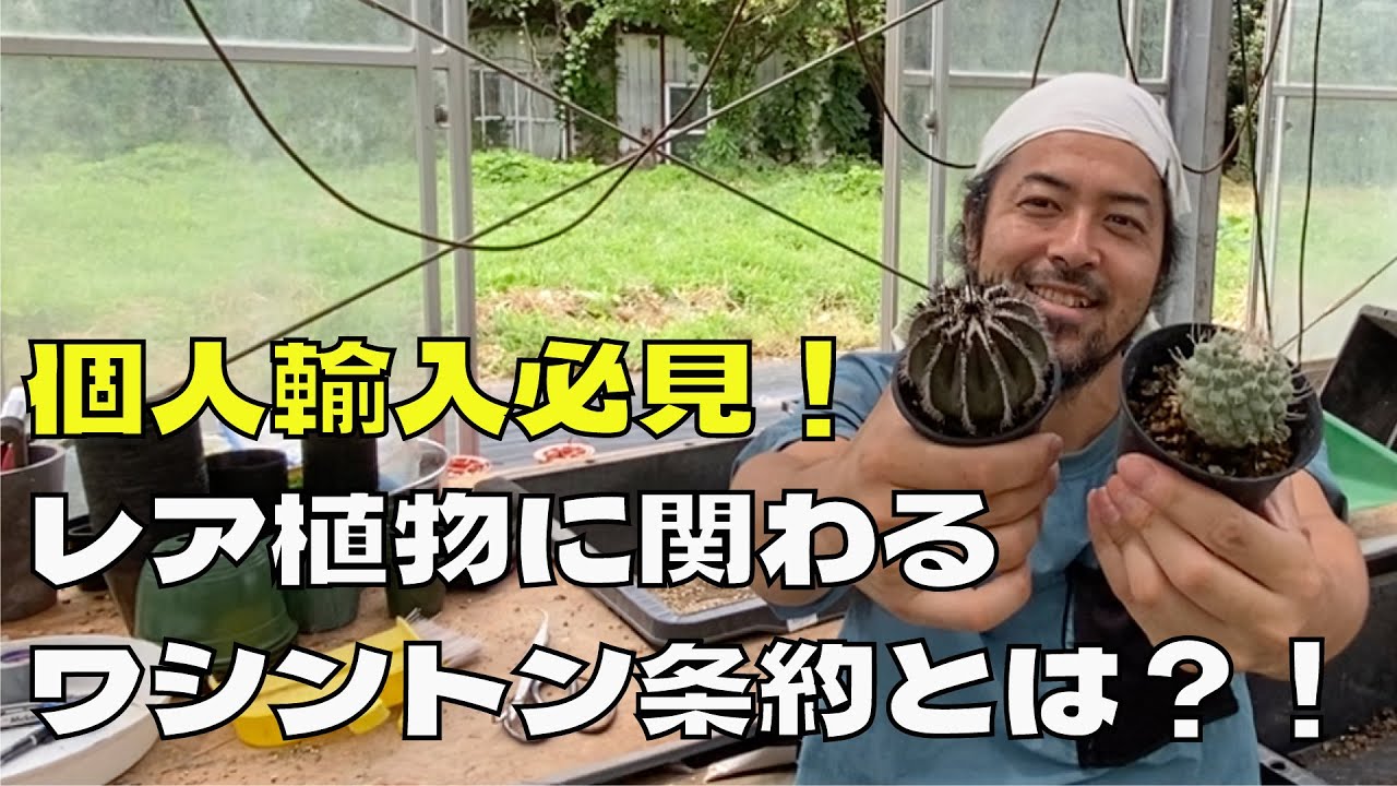 【輸入禁止ご注意！】アガベ、サボテン・個人輸入は必見！ワシントン条約の制度をご紹介します【ドライガーデン】【ガーデニング】【DIY】【専門知識】