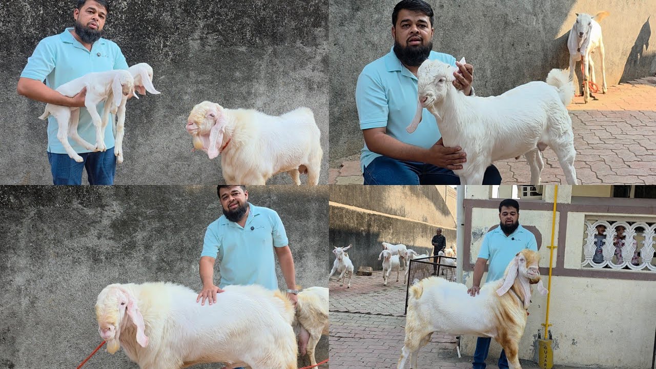 Azhar Mirza Ki Backyard Goat Farming | Patira Yumn Breedline At Mirza goat Farm Haldharu Gujarat.