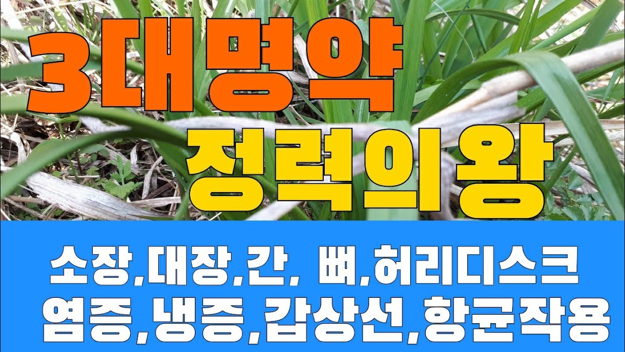 부추보다 엄청좋은 산부추를 아시나요