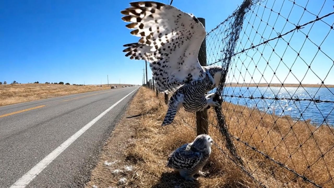 Snowy Owl Rescue Mother Trapped on a Barbed Wire Fence While Her Chick Waits Below
