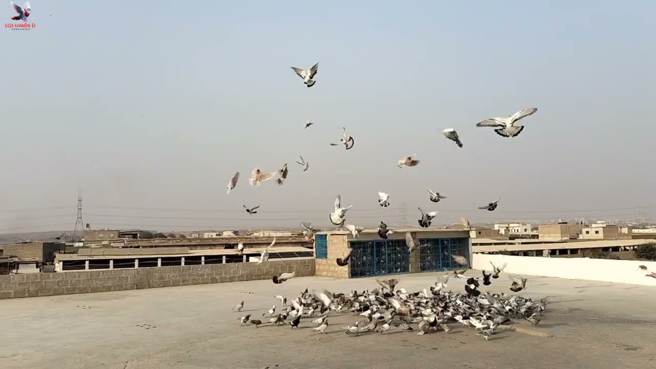 Umair Bhai vs Bilal Bhai | 800 Kabutar Ka Shouq | 3 Kabutar Aye. 😯