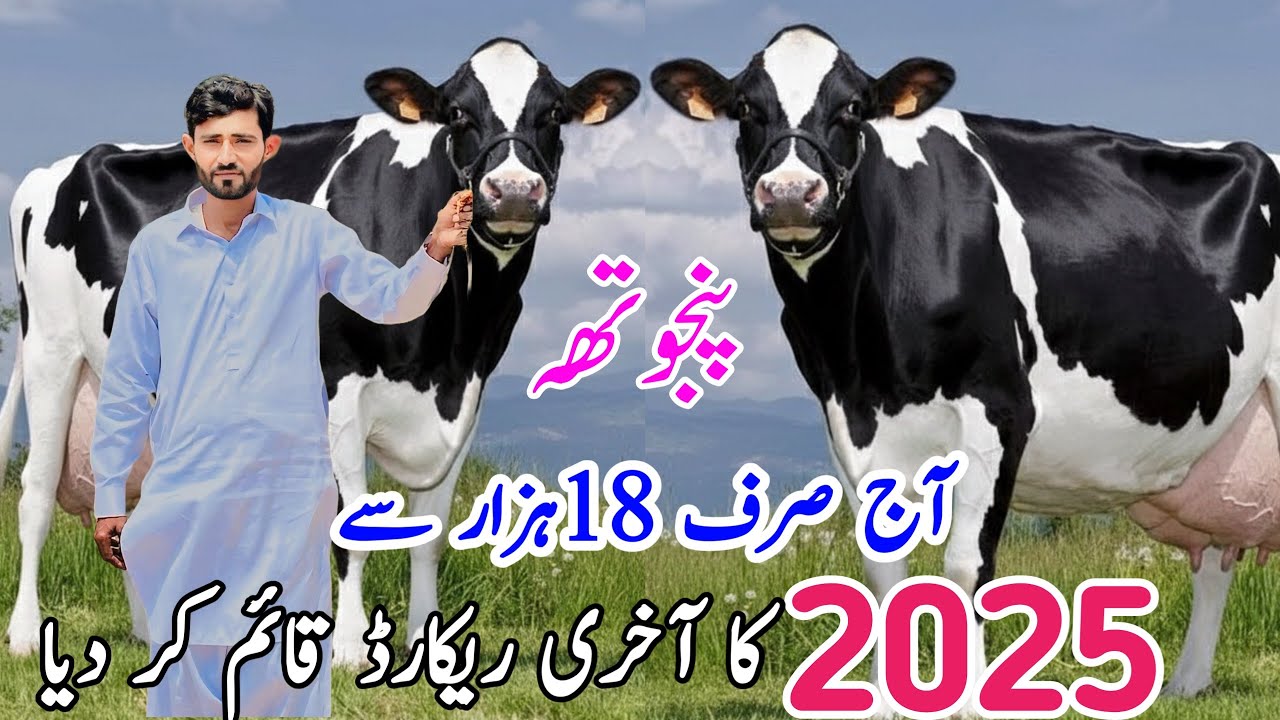 Panjotha Dairy farm | Biggest Milking Cows for sale | Australian Friesian Cross Cows | Imported Cows