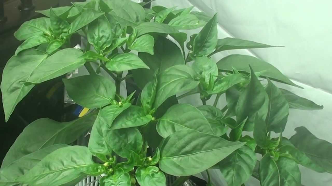 Week 6: Chili Pepper Grow Test: 400W Induction v. 1000W HPS v. 1000W MH: Green Light Solution