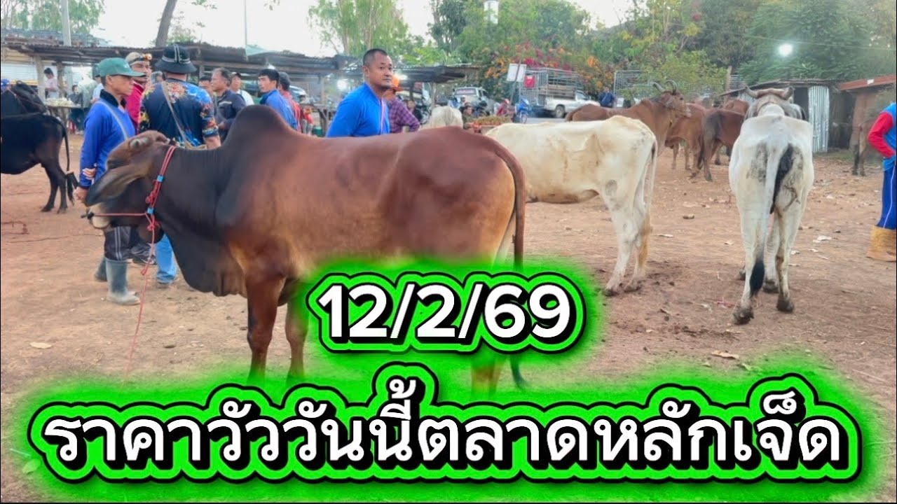 พาชมบรรยากาศซื้อขายวัวตลาดหลักเจ็ด อ. พนานิคม จ. สกลนคร 12/2/69 #ราคาวัววันนี้ 