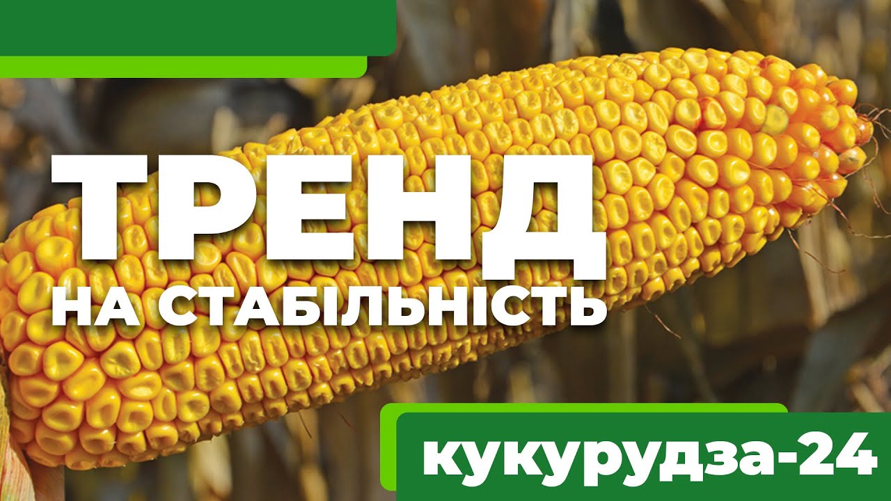 Яку кукурудзу сіяти у 2024 році. Кіровоградська область, Знам'янка, ФАО 290.