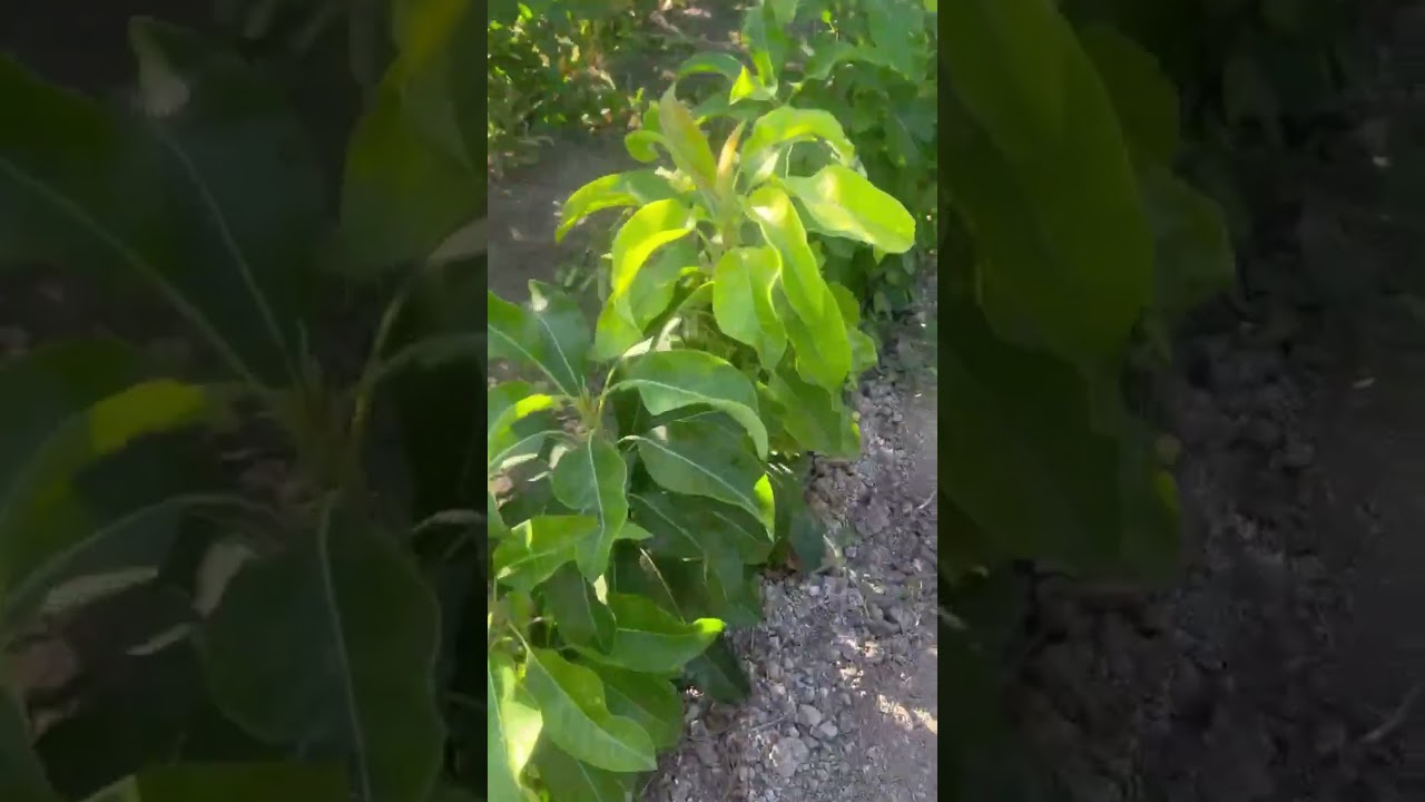 Балконная груша Санреми Россия | Small Gardens. Колоновидная груша карликовая Сабрина