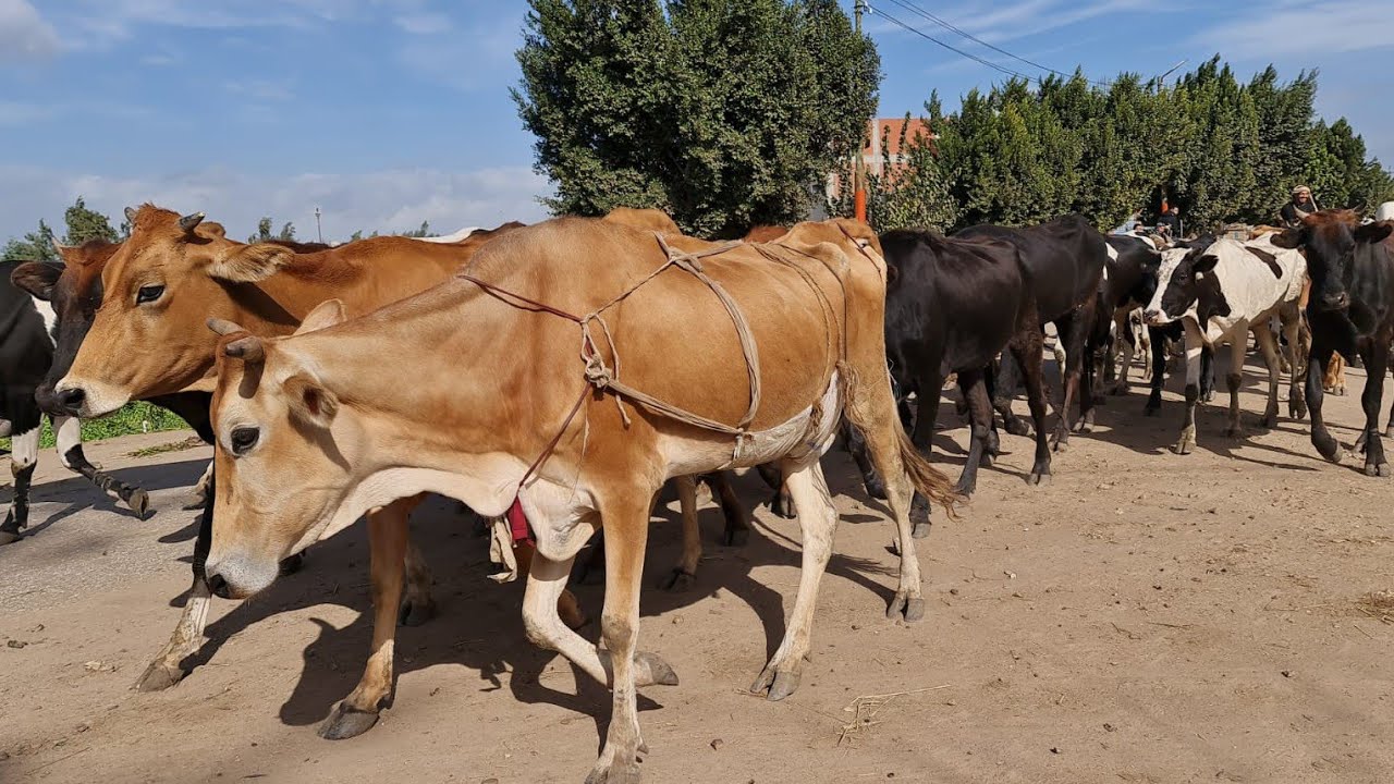 الحمار مع قطيع الأبقار العرباوي طلع مهم جدا واحنا مش عارفين دا الواحد طلع فاهم غلط