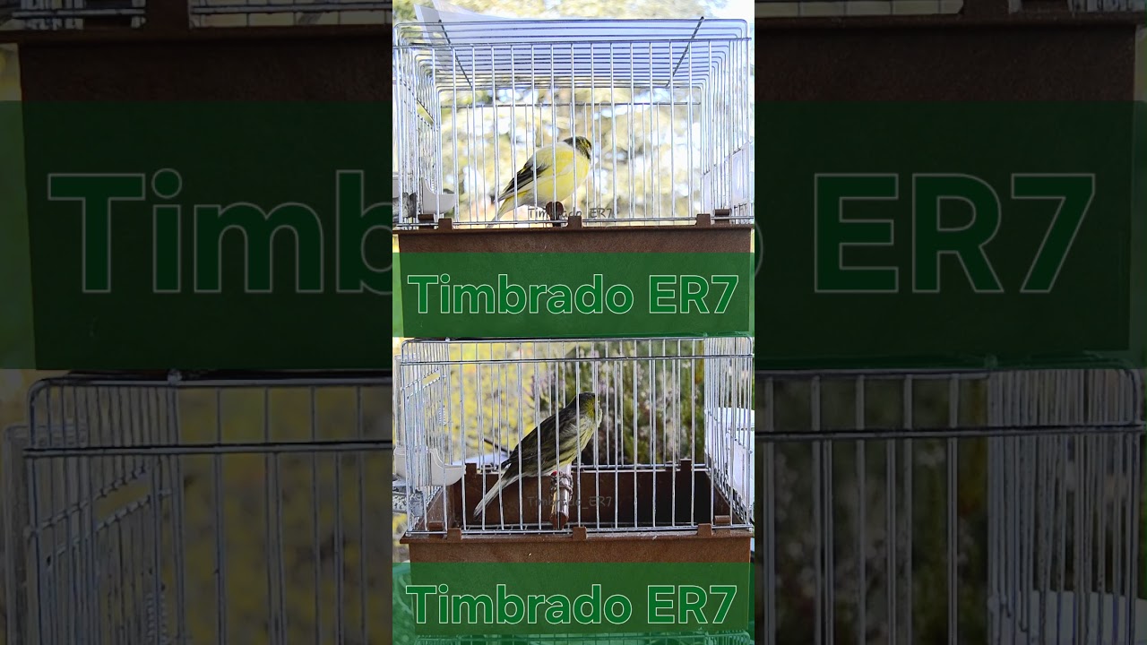 Floreado Discountinuo Duo⚡️⚡️ - Long Training Song 🕖 - Timbrado Español 2025 