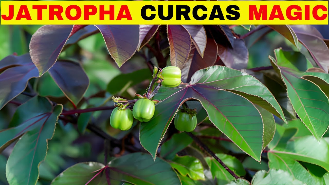 Incredible Benefits of JATROPHA CURCAS