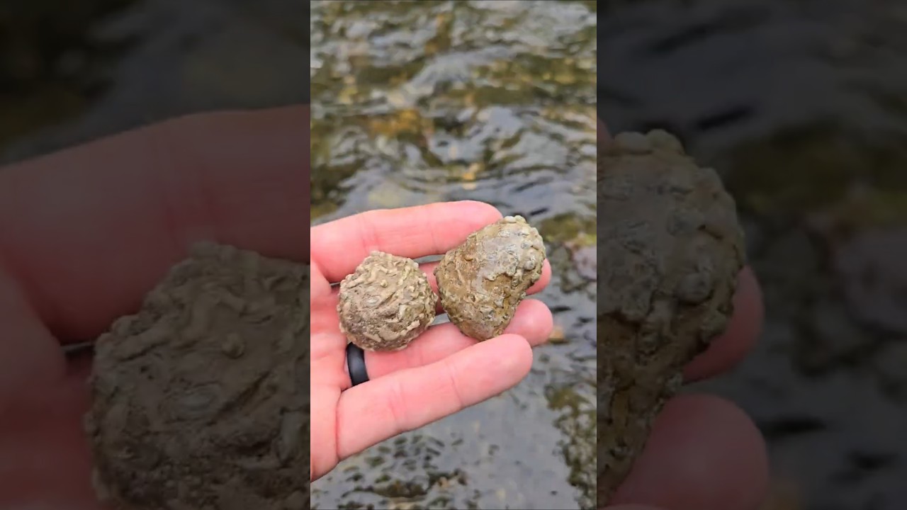 Neat Pipe Organ Coral, Syringopora Fossils! #syringopora #pipeorgancoral #fossilized#rockhounding