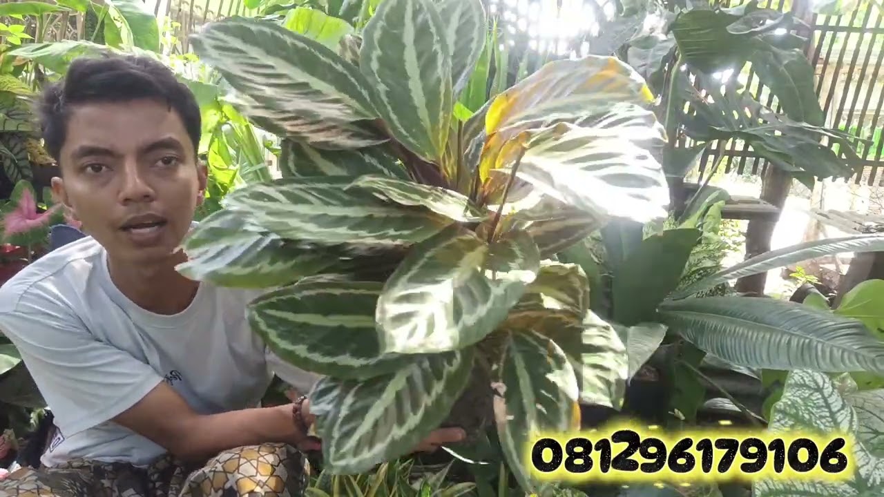 PROMO BUNGA HIAS MURAH BISA COD