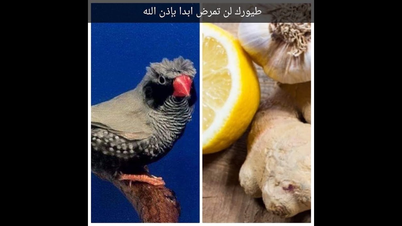 تربية الزيبرا وزيادة مناعتها ضد الامراض