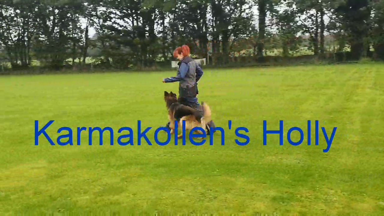 Karmakollen's Holly beim Training