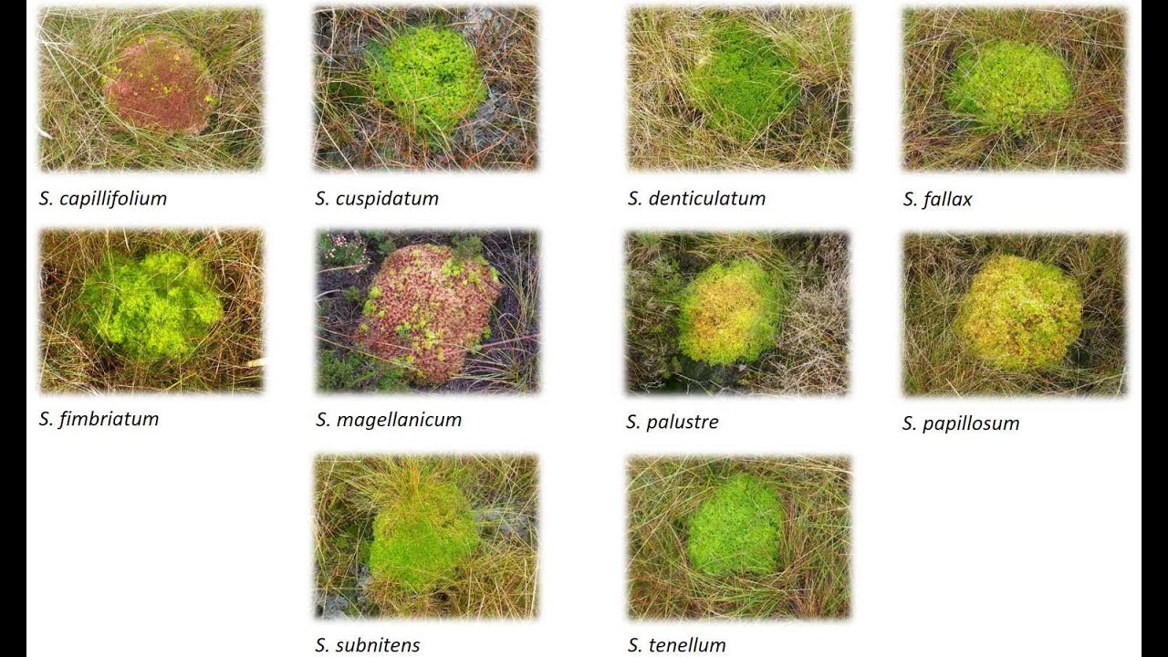 The Bogtastic Webcast: the science of growing sphagnum moss