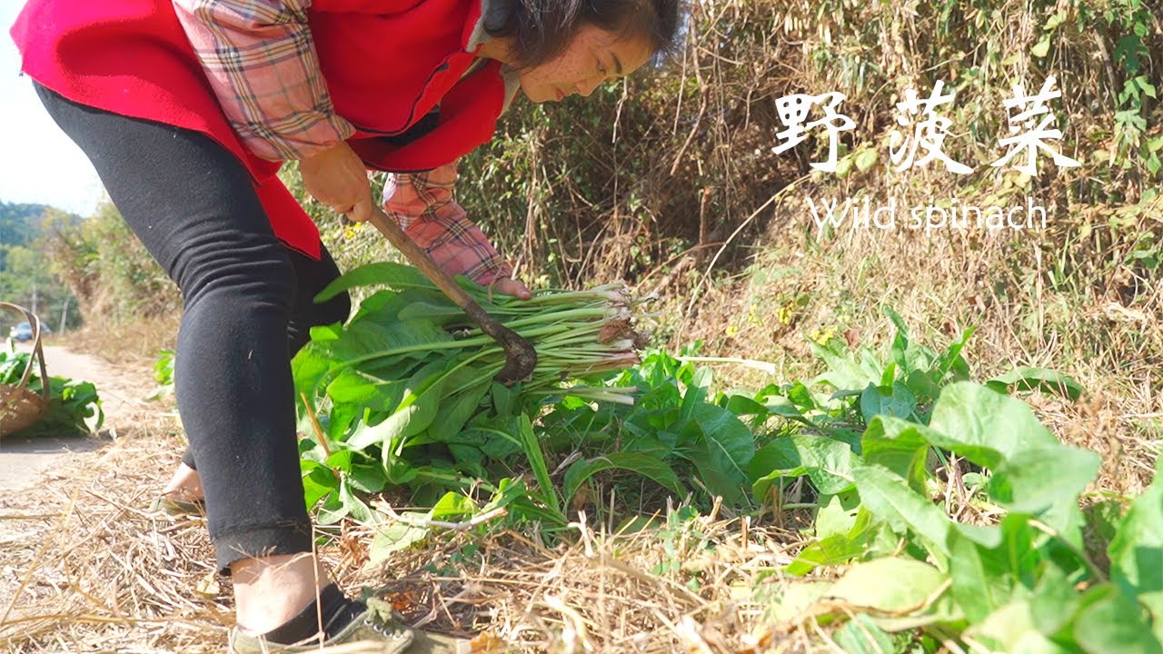 這種野菜營養豐富，口感酸酸的，摘回去做個酸辣米線，味道真是酸爽|Hot and Sour Rice Noodles with Wild Vegetable【鄉野蓮姐】@4K