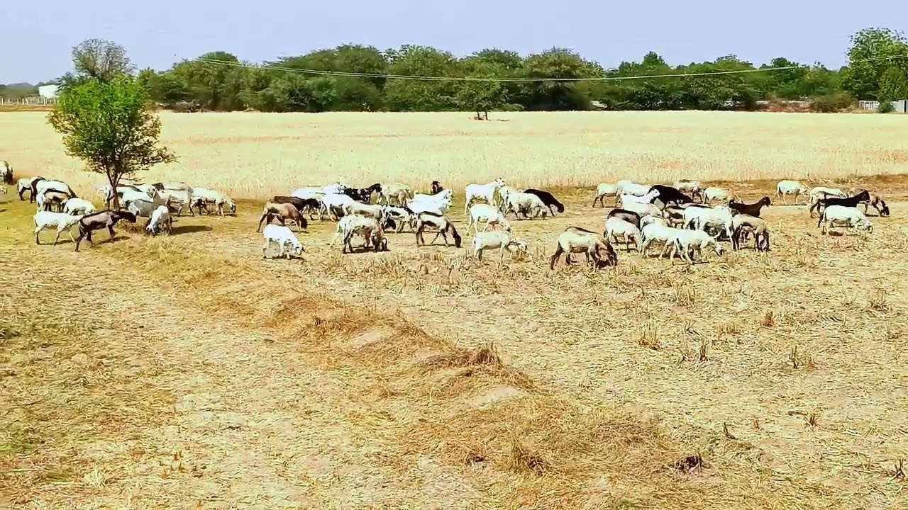 videos village life in Gujarat Amazing Village Life in Gujarat | Thousands of Sheep and Goats