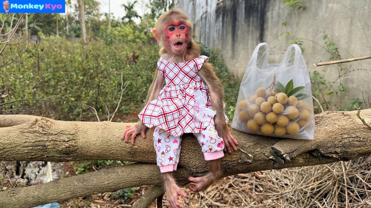 Wait… Monkey Kyo Left the House With a Bag of Fruit?! What Is She Doing?! 😆