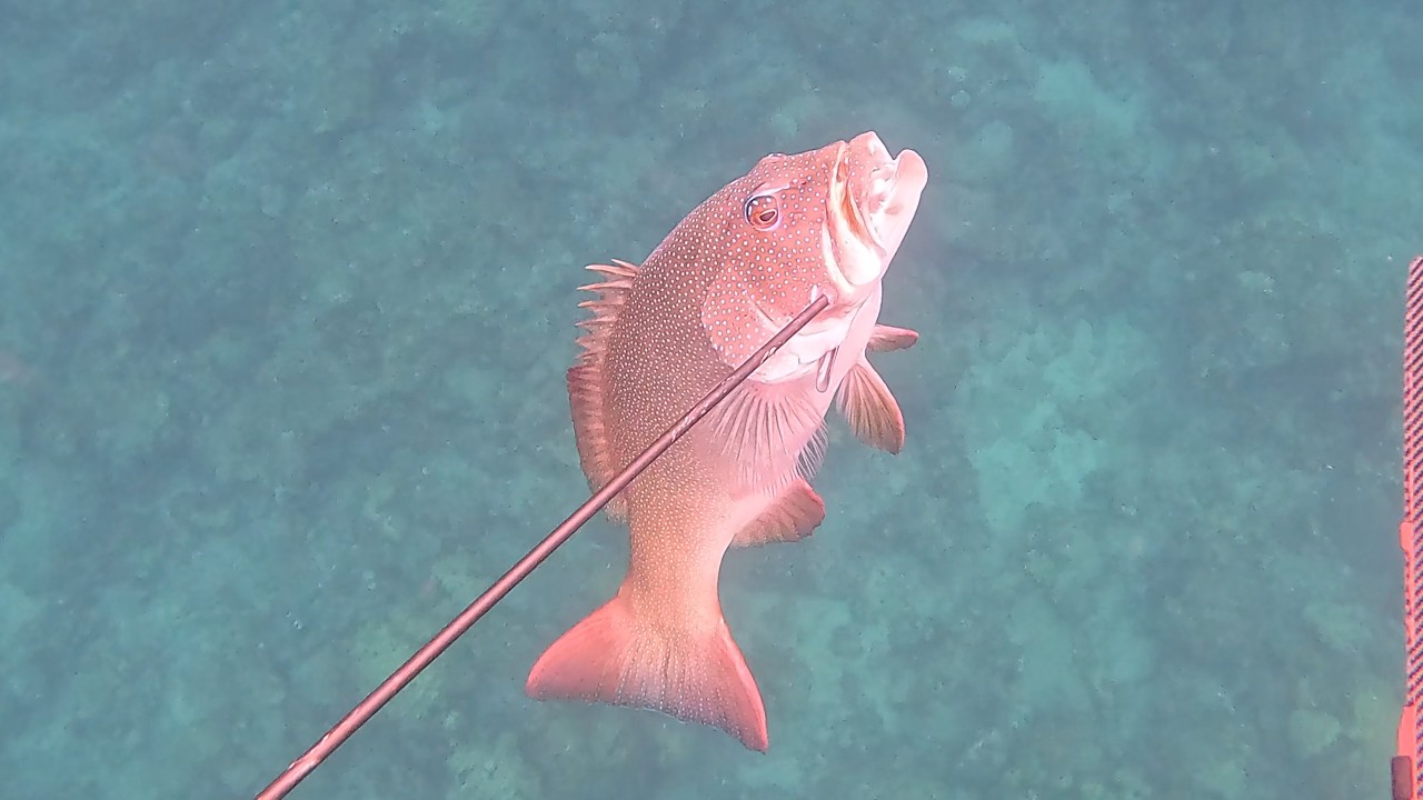 【素潜り魚突き】2025年8月10日【spearfishing in JAPAN】