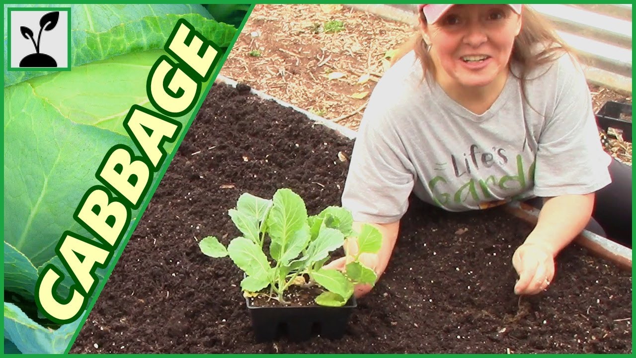 How To Plant Cabbage In A Raised Bed Garden ~ Growing Spring Cabbage