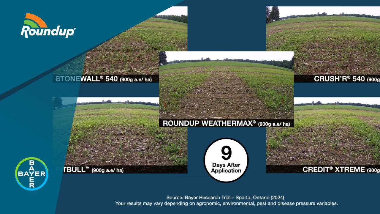 Herbicides: Roundup WeatherMAX Weed Control Time Lapse