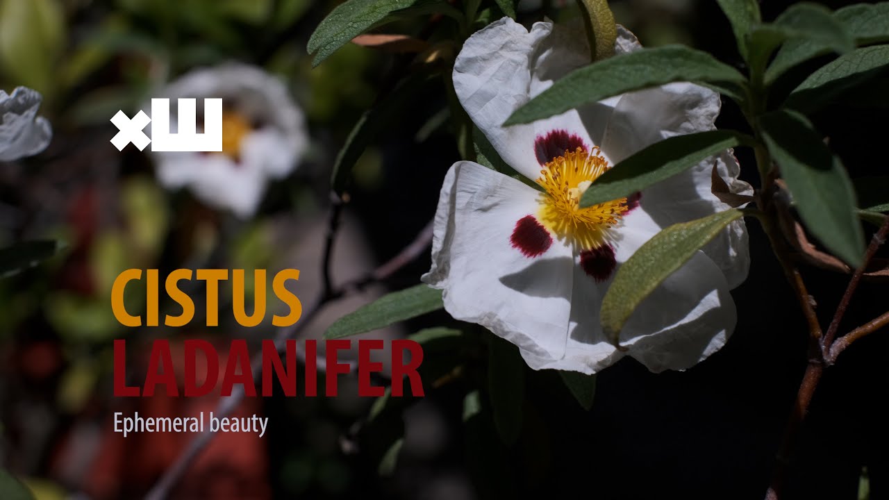 Cistus Ladanifer