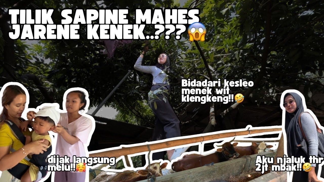 OLEH KABAR SAPINE MAHES LORO NEK RUMAHE ARSHAKA‼️