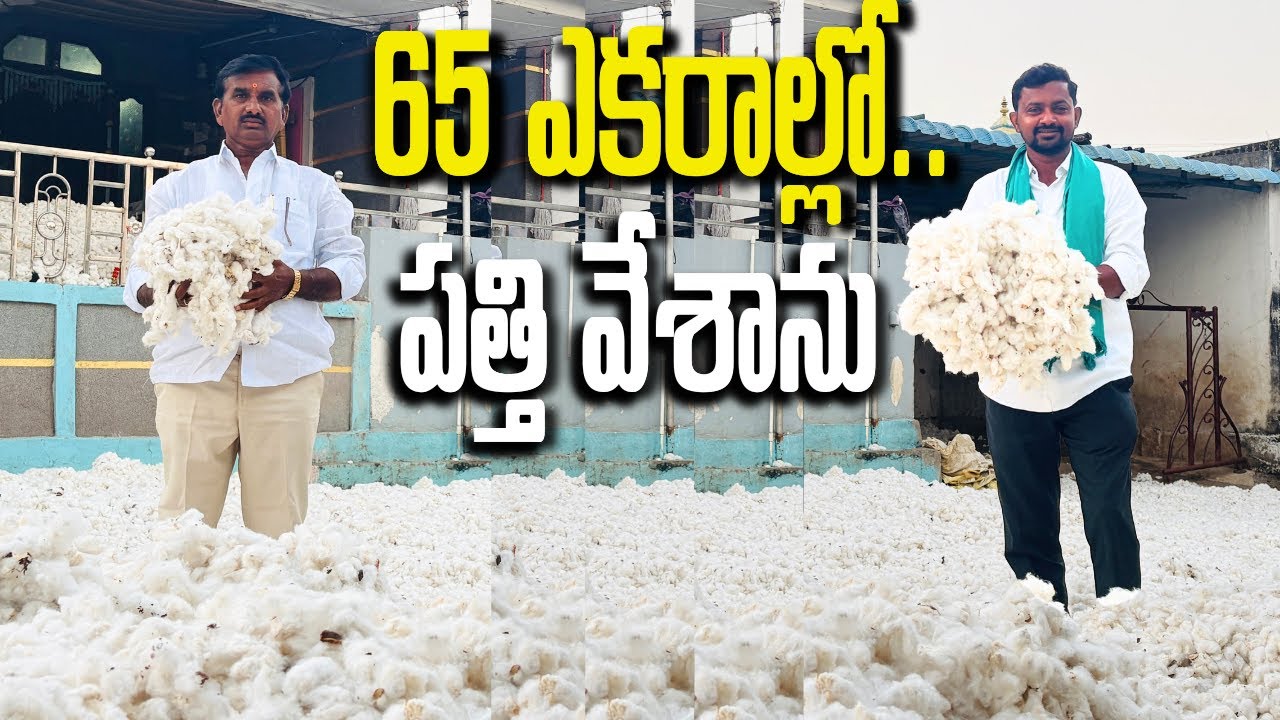 65 ఎకరాల్లో పత్తి వేశాను Cotton Cultivation Rythubadi CCH 369