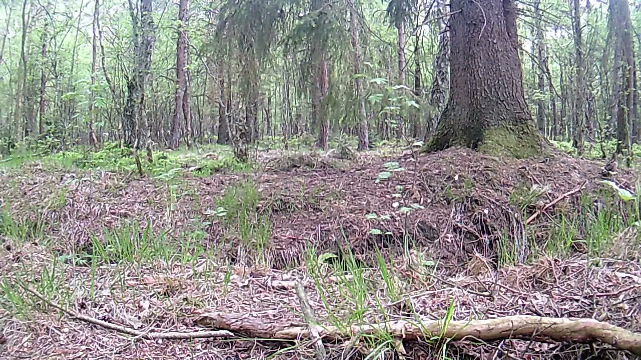 Die Waldschnepfe 5.0