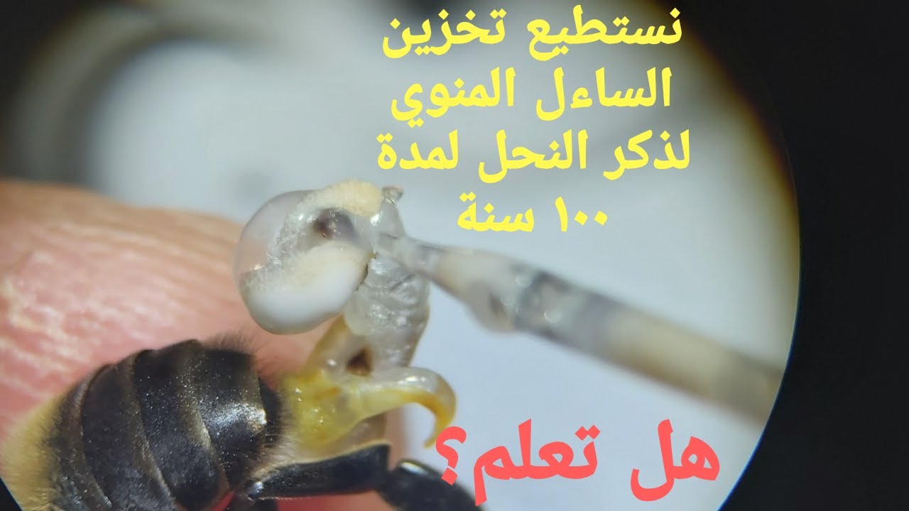 سحب السائل المنوي لذكر النحل
