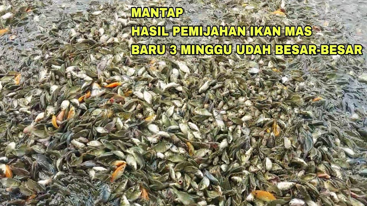 MANTAP, HASIL PEMIJAHAN IKAN MAS SENDIRI BARU UMUR 3 MINGGU UDAH BESAR-BESAR