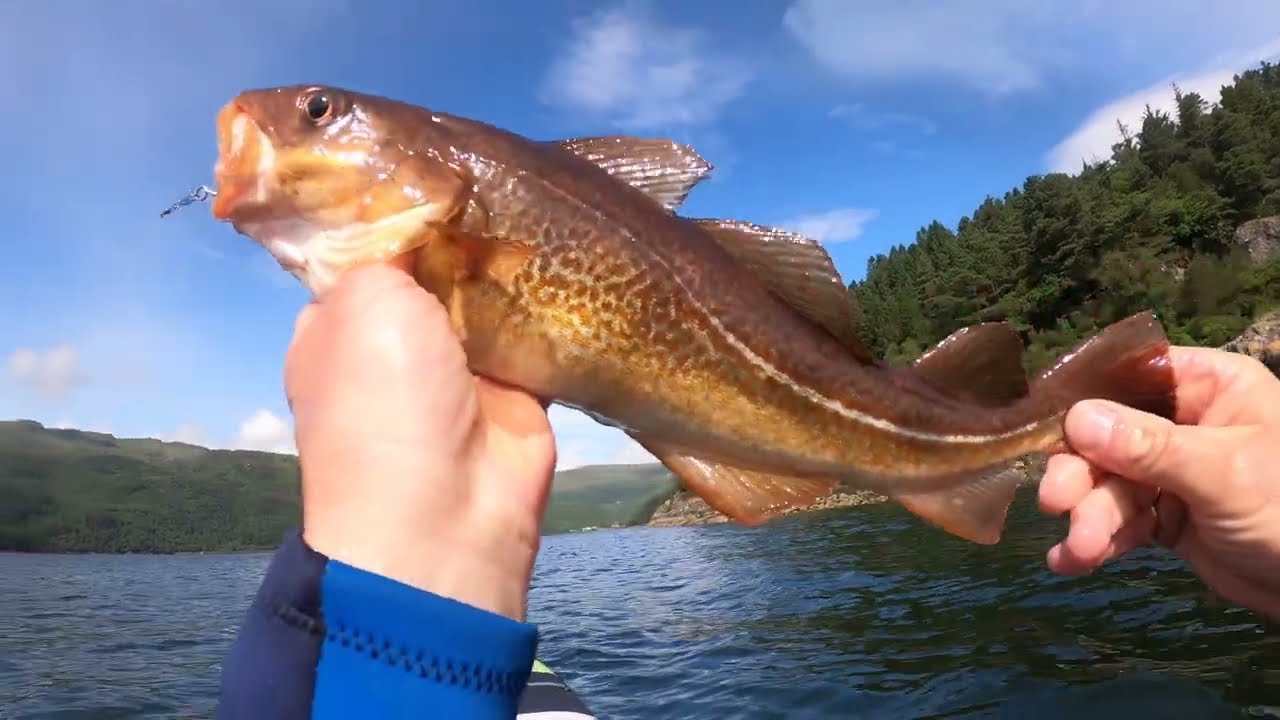 Loch Long catch and cook .