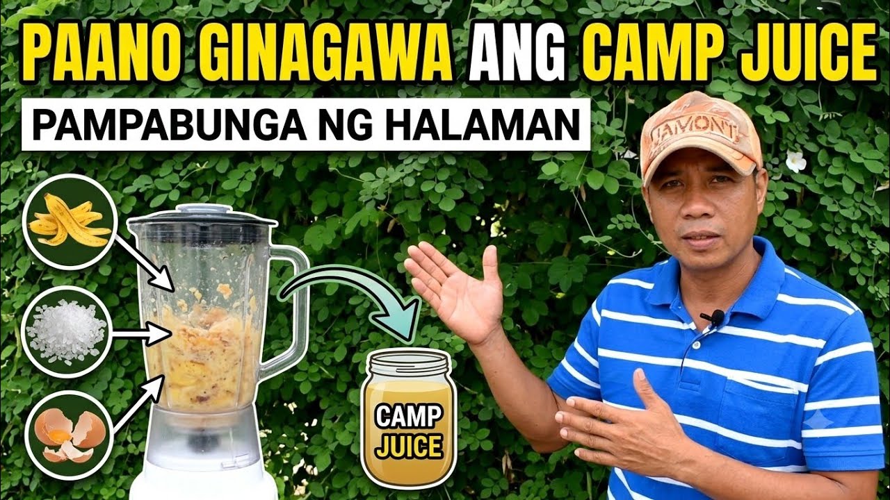 PAANO GAWING LOW-COST FERTILIZER ANG BALAT NG SAGING, ITLOG AT EPSOM SALT