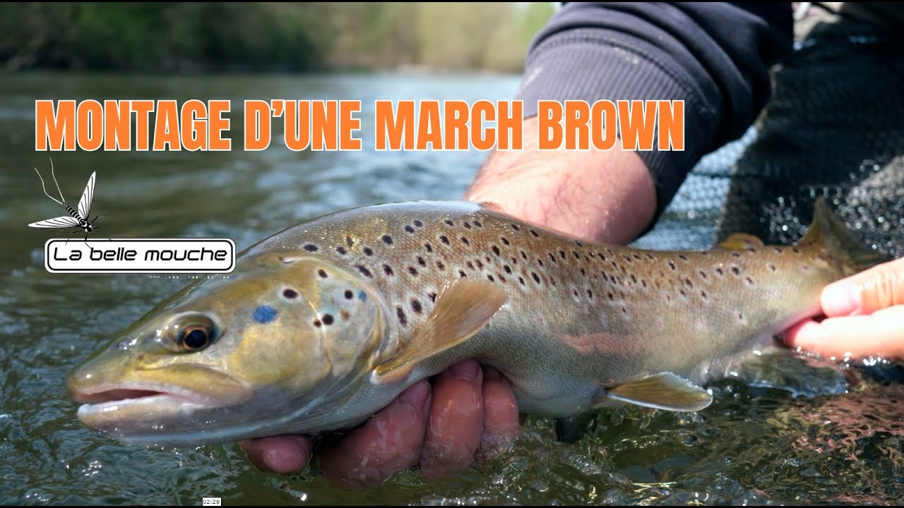 MONTAGE MARCH BROWN