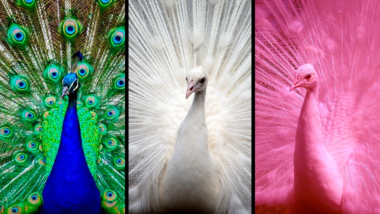 Los 15 Pavos Reales MÁS HERMOSOS del Mundo